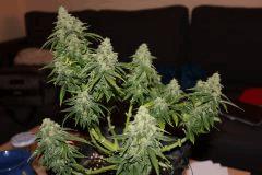 nother light auto