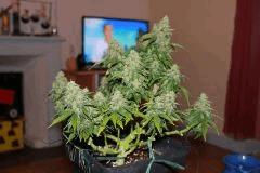 nother light auto