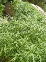 Alchimix & Philosopher Seeds