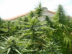 Alchimix & Philosopher Seeds