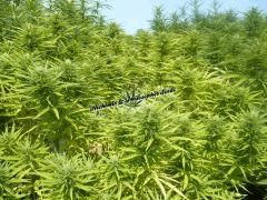 Alchimix & Philosopher Seeds