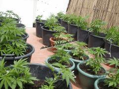 Alchimix & Philosopher Seeds