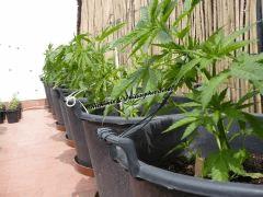 Alchimix & Philosopher Seeds