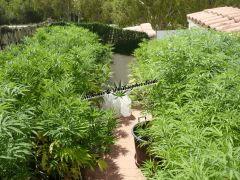 Alchimix & Philosopher Seeds
