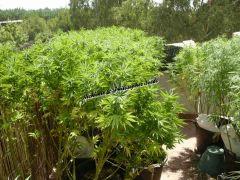 Alchimix & Philosopher Seeds