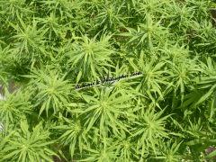 Alchimix & Philosopher Seeds