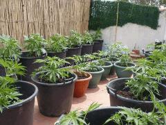 Alchimix & Philosopher Seeds