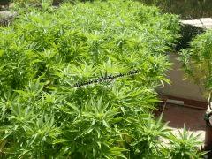 Alchimix & Philosopher Seeds