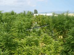 Alchimix & Philosopher Seeds