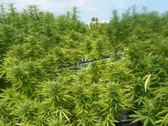 Alchimix & Philosopher Seeds