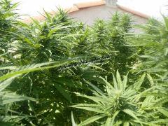 Alchimix & Philosopher Seeds