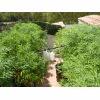 Alchimix & Philosopher Seeds