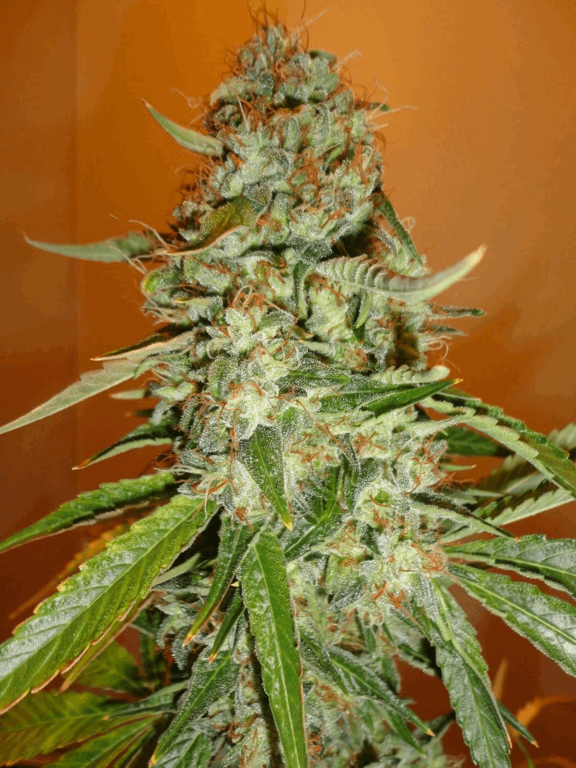 1er JDC - One bud - 400HPS - OG Kush / White siberian / Chee