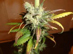 BLUE CHEESE