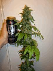 BLUE CHEESE