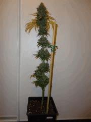 BLUE CHEESE