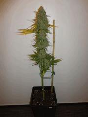 Critical Mass CBD