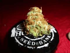 OG KUSH