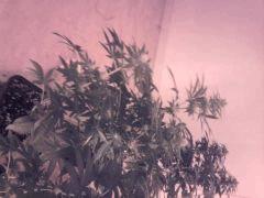 plant og