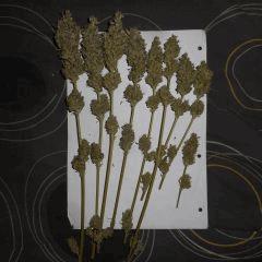secondaire violette