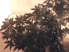 og kush