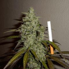 bud violet