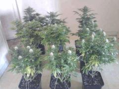 groupe de 6
