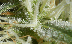 Tr