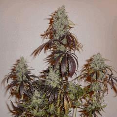violette Cut