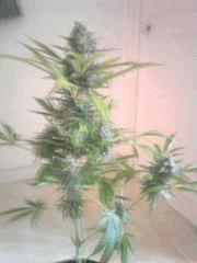 critical kush