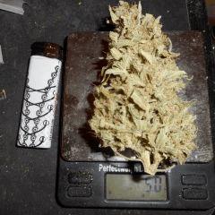 apex kiss2 5g (2)