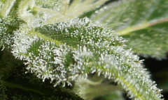 feuille trichro