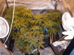 Box Flo 12 01
