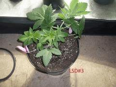 lsd3