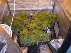 Box Flo 050115