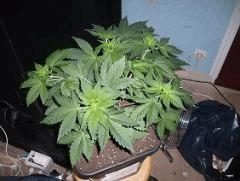 Lsd 2   30 12