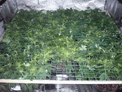 scrog 24 01