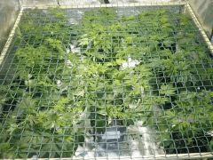 080115 (scrog) c +40