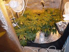 Box Flo 17 01