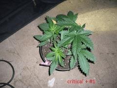 C1