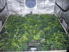 scrog 17 01