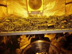 scrog
