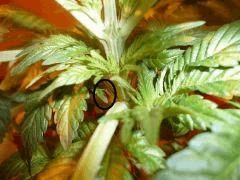 Lsd 1 pistils