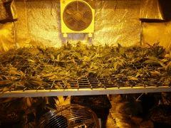 17 01 scrog