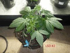 lsd2