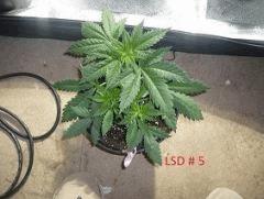 lsd5
