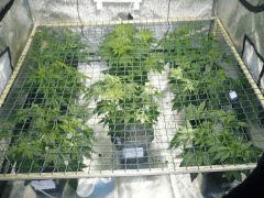 040115 scrog
