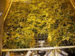 scrog 13 01