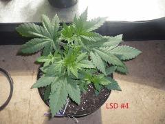 lsd4