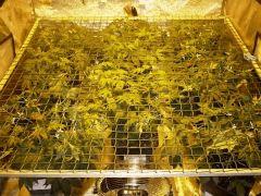 scrog 12 01
